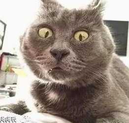 国产短视频新风向：微拍与东北露脸精品视频成热议焦点